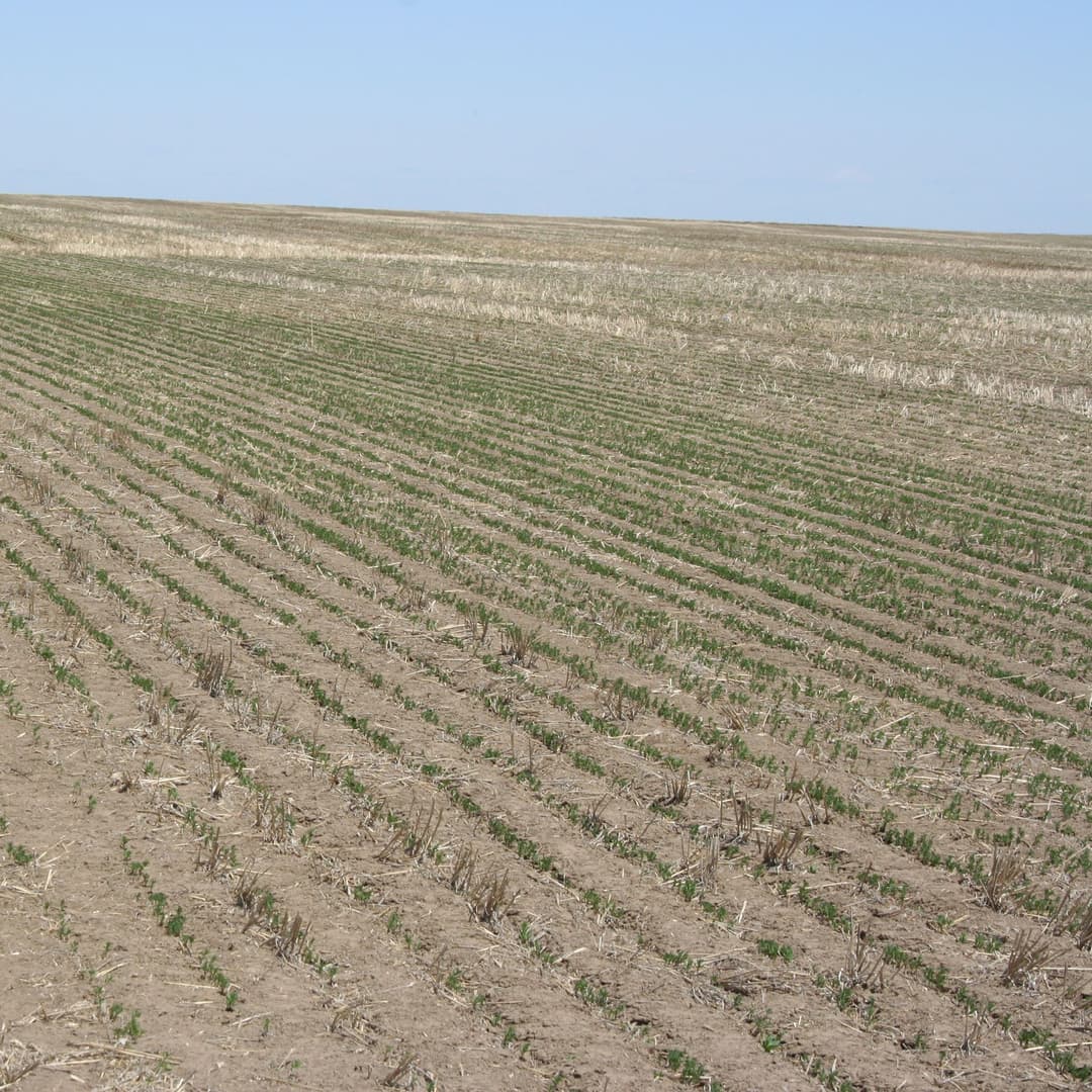 Understanding Herbicide Resistance