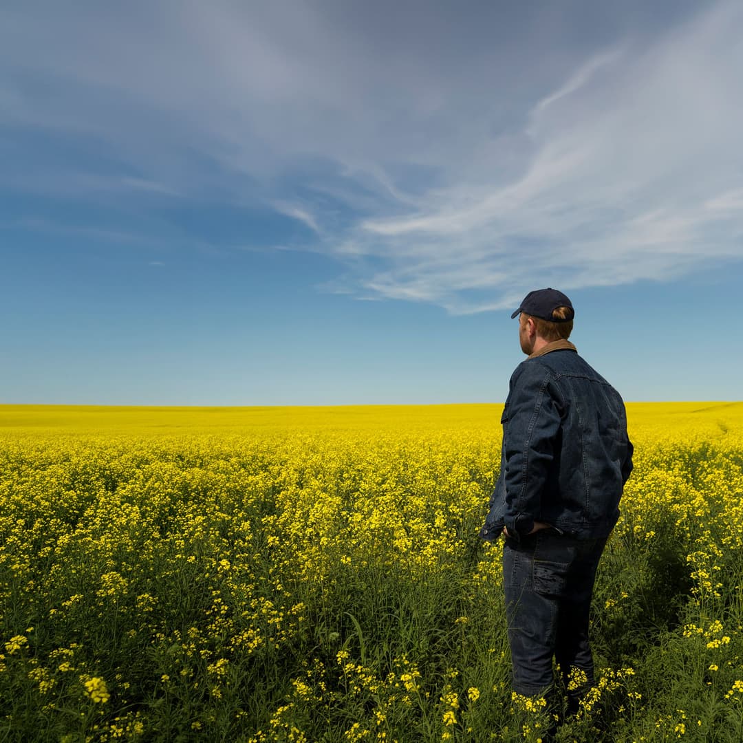 Choosing Fertilizer for Successful Canola Cultivation